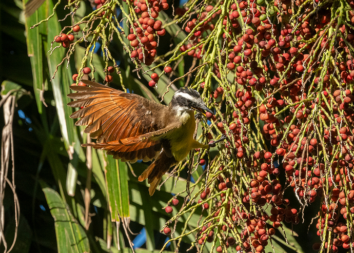 Pitangus sulphuratus 5 LG QRoo 11_25