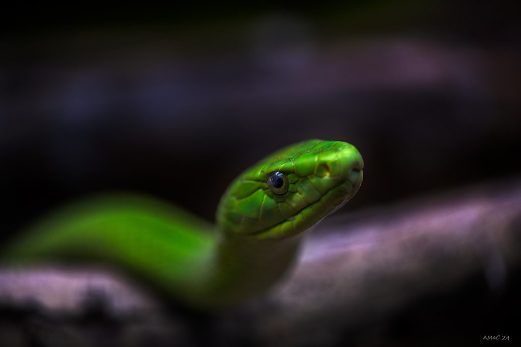 Mamba verde