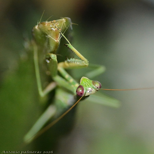 mantis