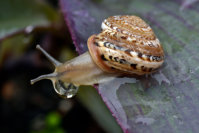 Caracol