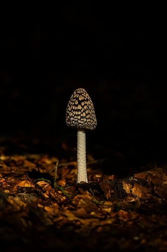 CoprinopsisPicacea