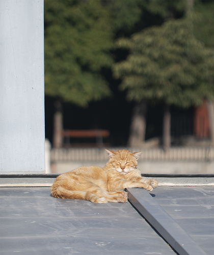 Durmiendo