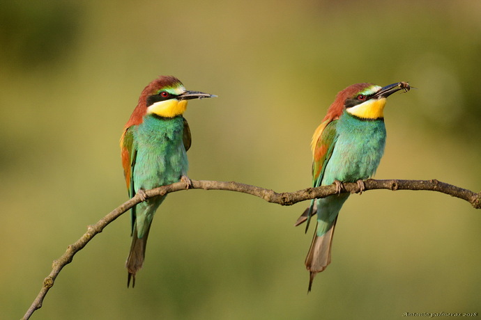 pareja Abejarucos