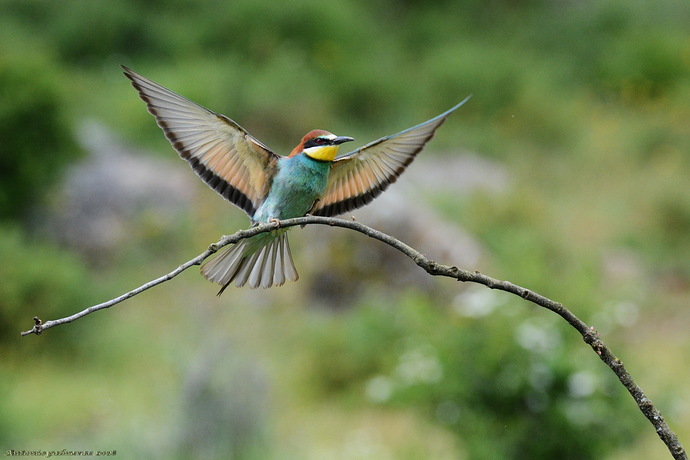 Abejaruco europeo