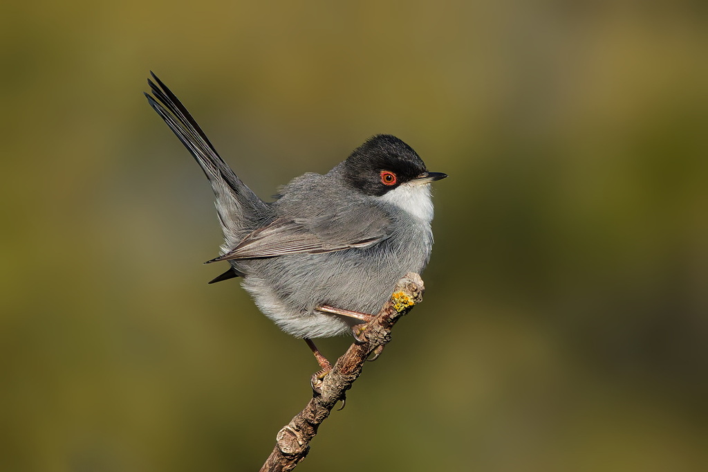 Curruca Cabecinegra