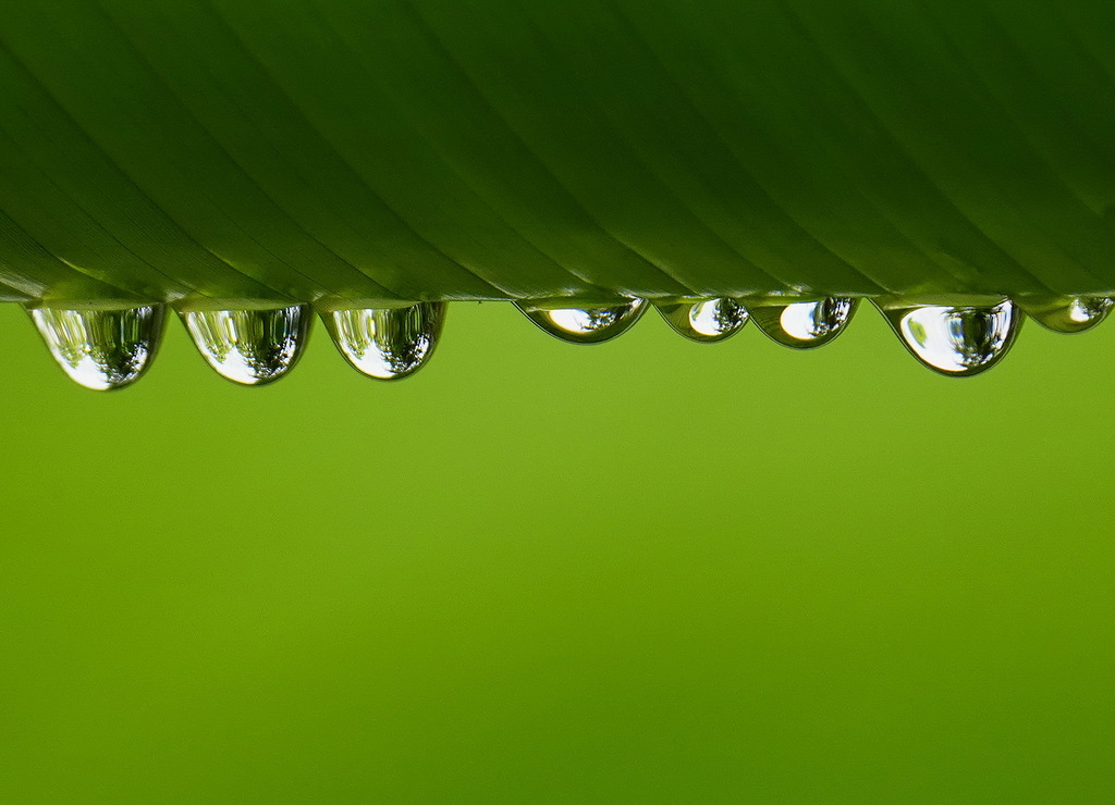 Gotas