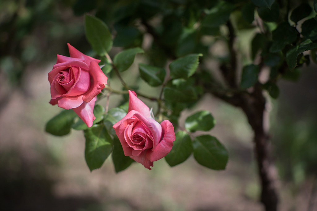 Rosas rosas