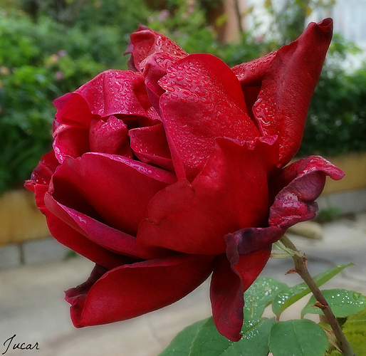 rosa2
