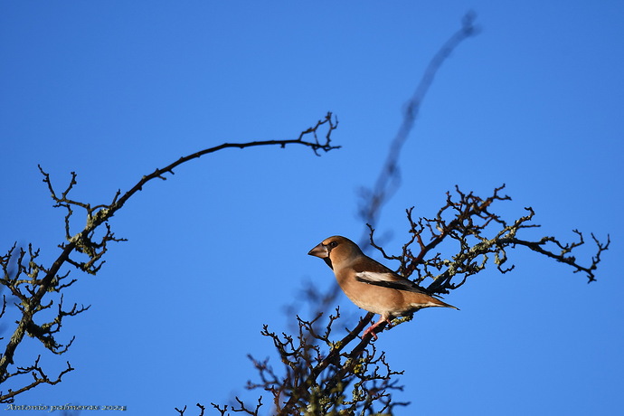 Picogordo (Coccothraustes coccothraustes)
