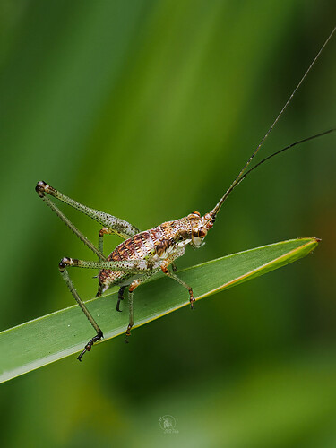 P9011807-Saltamontes 1