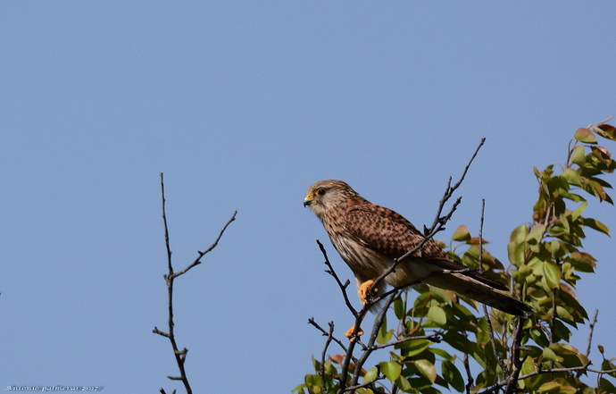 Cernícalo vulgar (Falco tinnunculus)