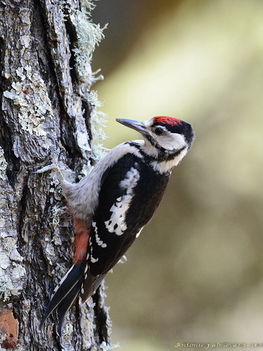 Pico picapinos (Dendrocopos major)