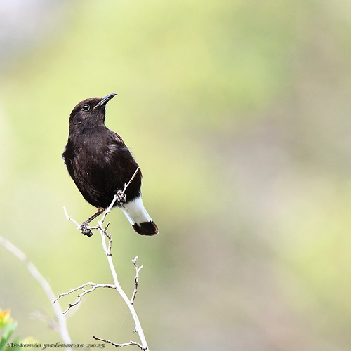 Collalba negra (Oenanthe leucura )
