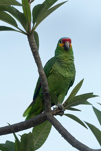 Amazona autumnalis 1 LG QRoo 04_25