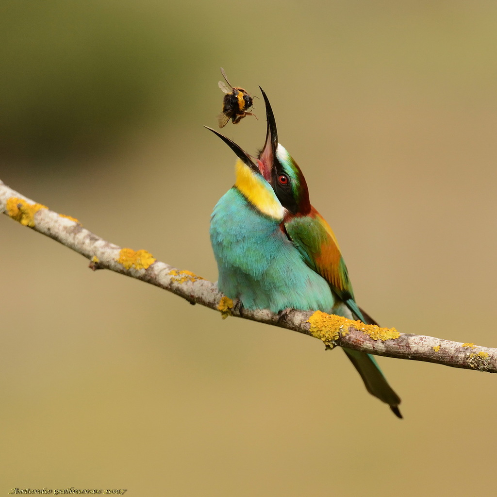 Abejaruco europeo (Merops apiaster)