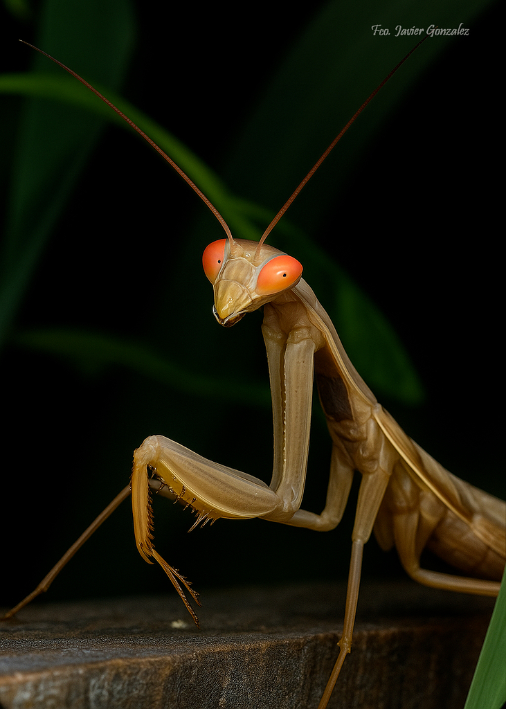 Mantis
