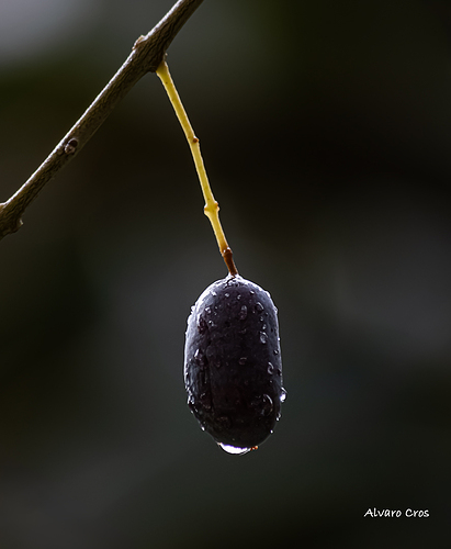 aceituna3