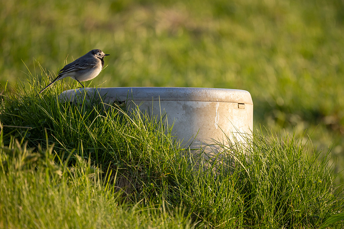 Motacilla Alba