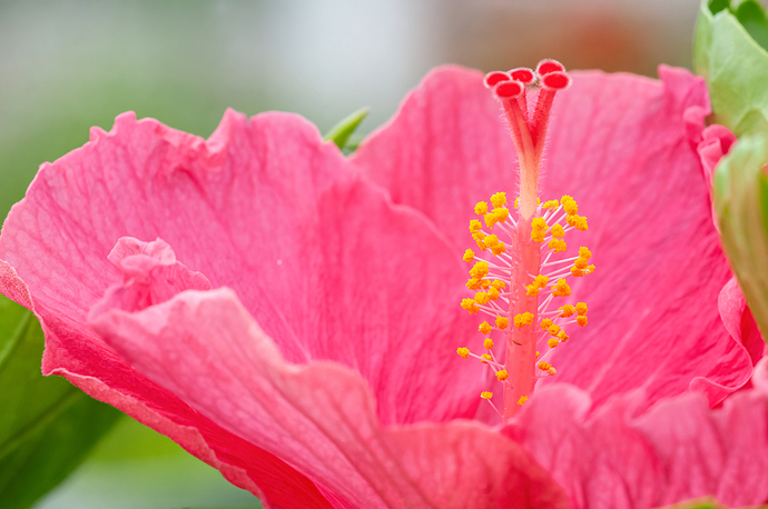 Hibiscus rosa-sinensis