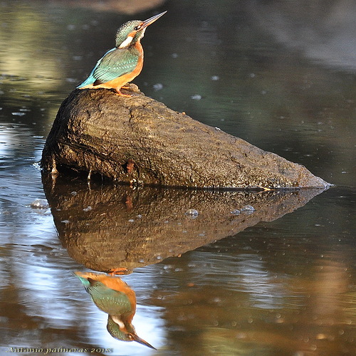 reflejos