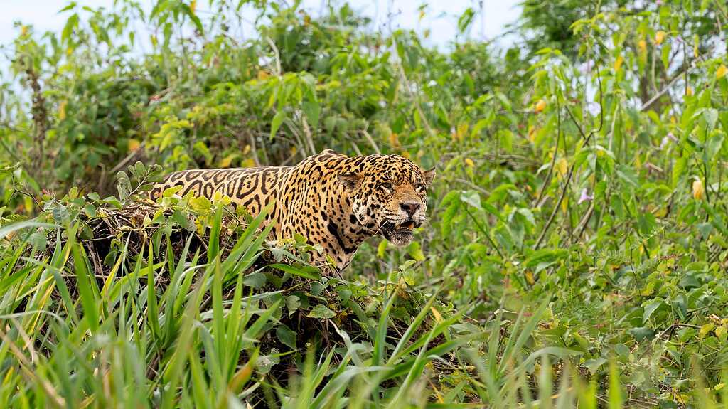 Jaguar paseando