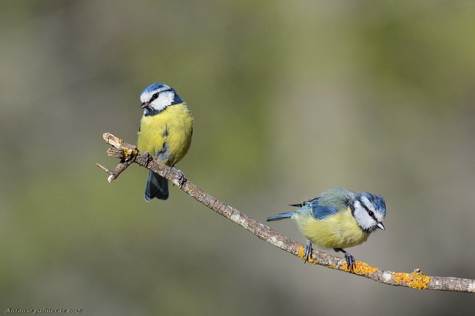Herrerillo común (Cyanistes caeruleus)