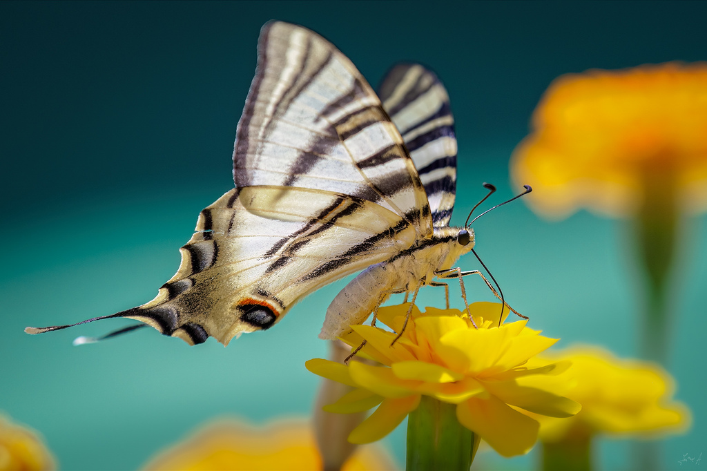 La caléndula sabe mejor