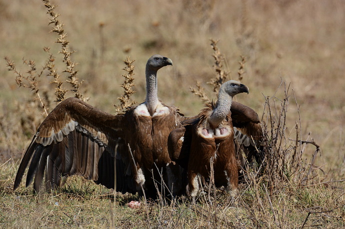 Pareja de buitres