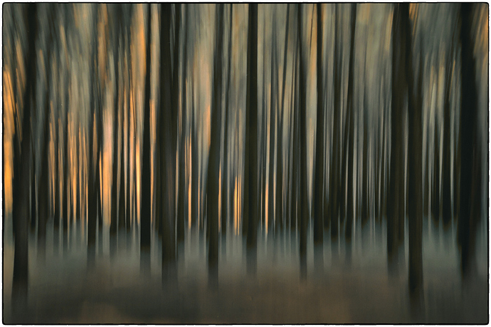 Bosque--IR-ICM--7156