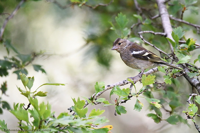 Pinzón vulgar (Fringilla coelebs)