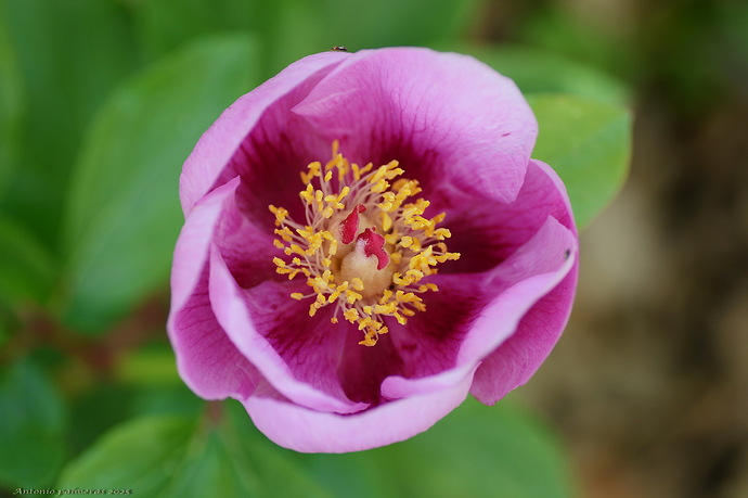 Paeonia broteri