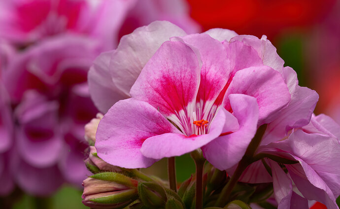 Geranium