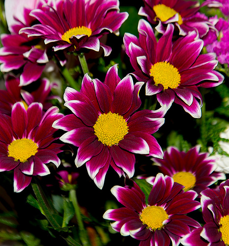 Dahlia pinnata