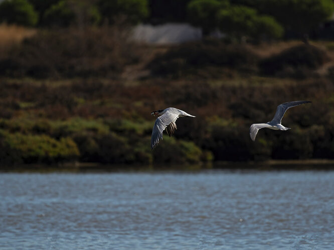 _9073777_DxO-1