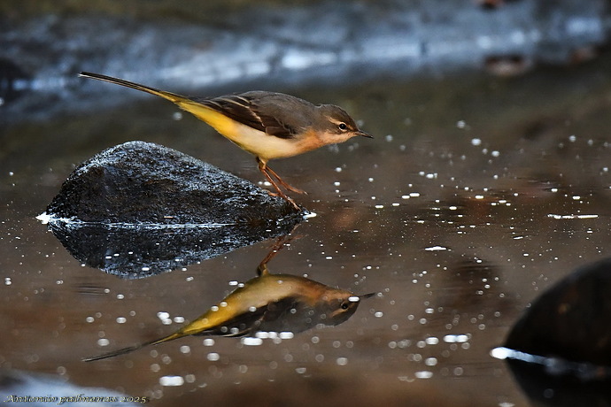 Lavandera cascadeña (Motacilla cinerea)2 c