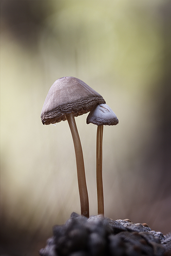 Mycena seynii 26-01