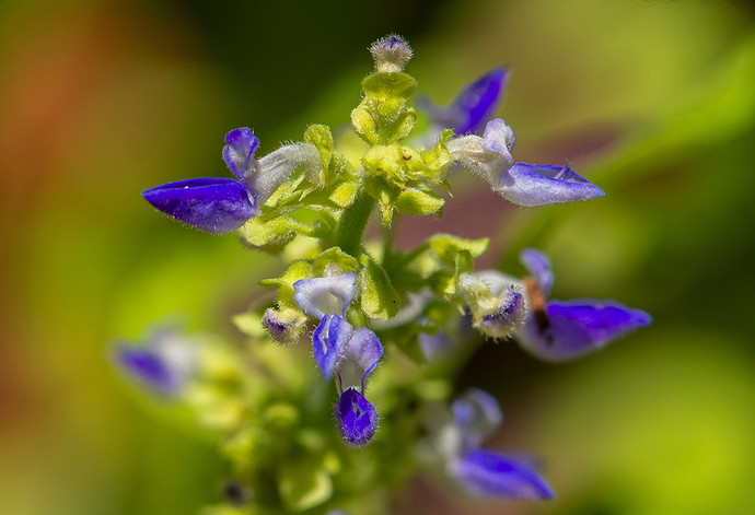 Coleus scutellarioides 1 LG QRoo 11_25