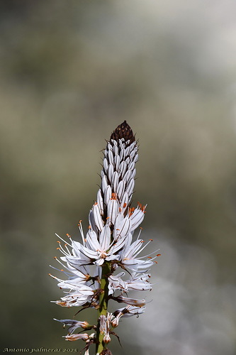 gamón blanco (Asphodelus albus)