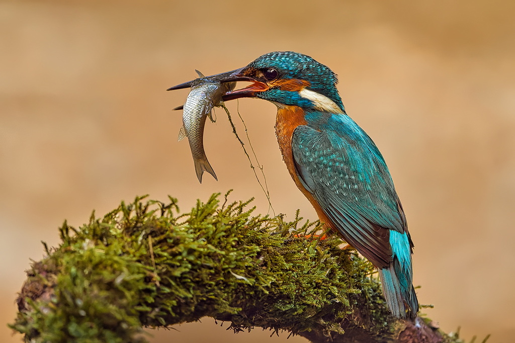 Alcedo atthis - Martin Pescador