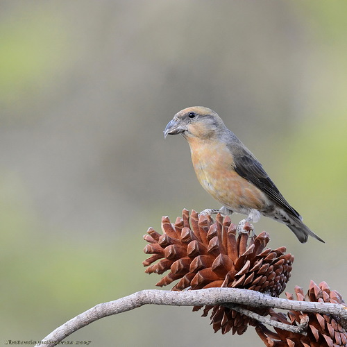 Piquituerto común (Loxia curvirostra)