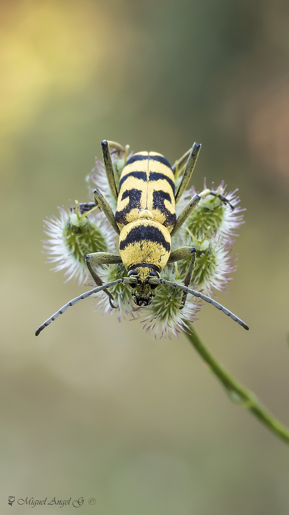 Un bichico amarillo!