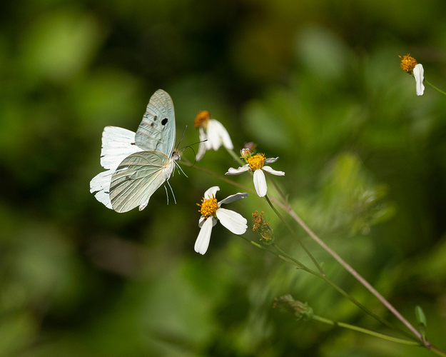 Ganyra josephina josepha 2 LG QRoo 11_25