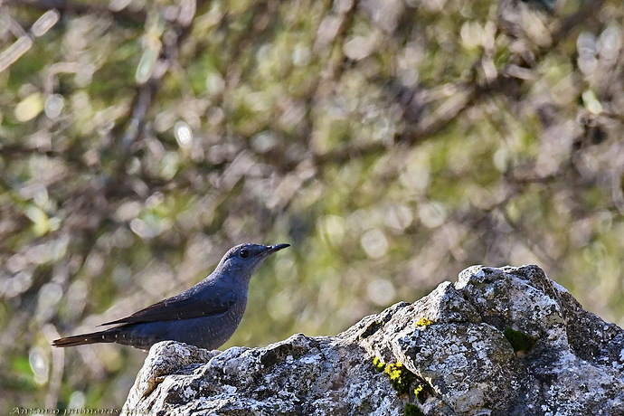Roquero solitario (Monticola solitarius )