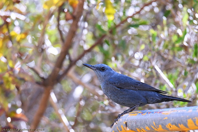 Roquero solitario (Monticola solitarius ) 2