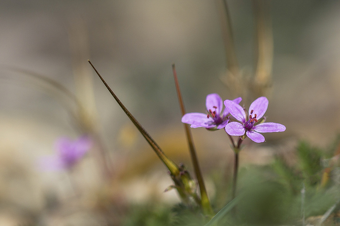 _DSC9820 Erodium cicutarium