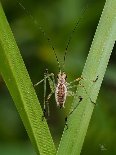 P9011711-Saltamontes 2
