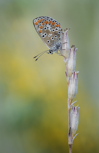Aricia cramera