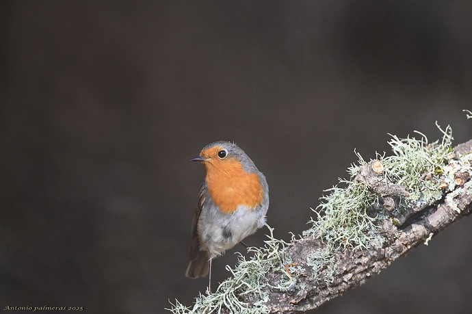 Petirrojo europeo (Erithacus rubecula)