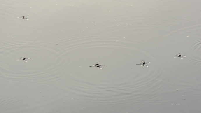 Patinaje sobre el río