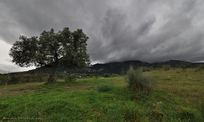 El olivo
